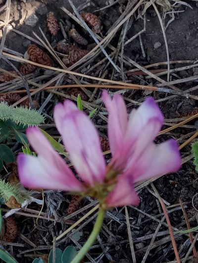 Sulla glomerata, photographed by Karim Haddad