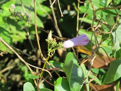 Ipomoea bahiensis, photographed by Victor Farjalla Pontes