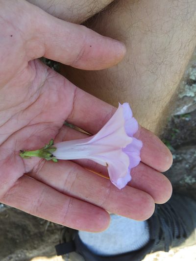 Ipomoea bahiensis, photographed by Victor Farjalla Pontes
