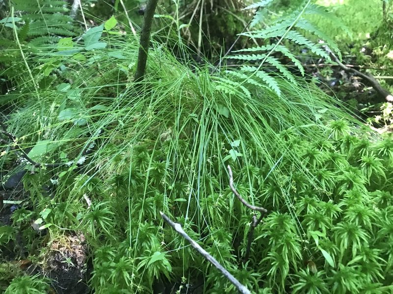 Carex atlantica, photographed by Chase Mathey