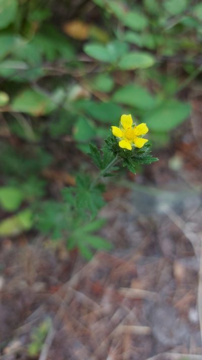 Potentilla inclinata, photographed by Ian Adams