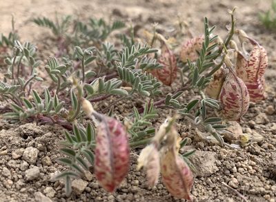Astragalus whitneyi, photographed by mark-groeneveld