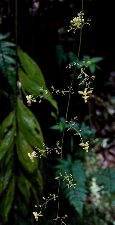 Oncidium adelaidae, photographed by desertnaturalist