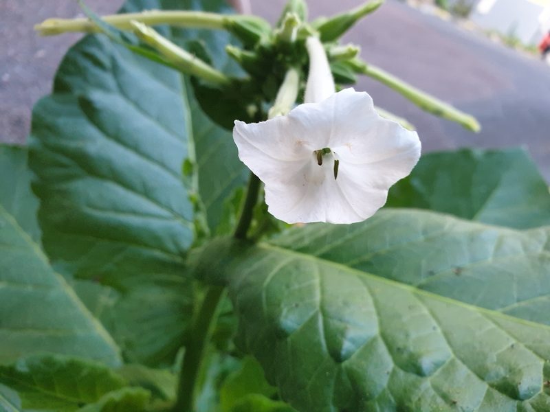 Nicotiana sylvestris, photographed by Nefol