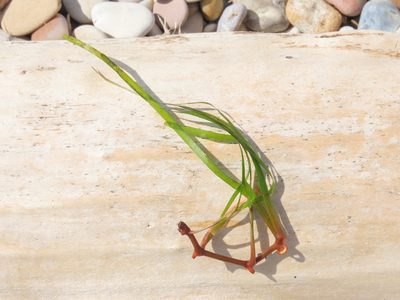 Cymodocea nodosa, photographed by Emanuele Santarelli