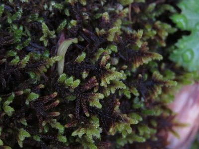 Calliergonellopsis dieckii, photographed by Erin Springinotic
