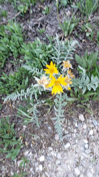 Balsamorhiza incana, photographed by John Gaskin