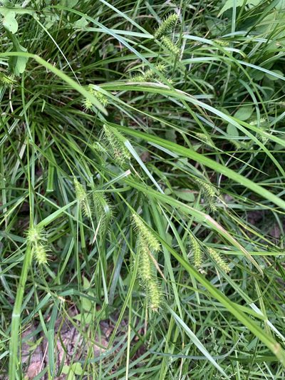 Carex baileyi, photographed by naturalist charlie