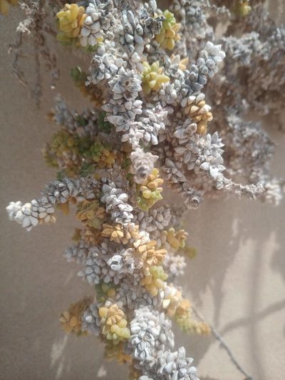 Traganum moquinii, photographed by Óscar Sampedro