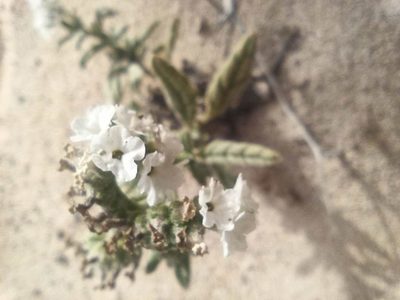 Heliotropium ramosissimum, photographed by Óscar Sampedro