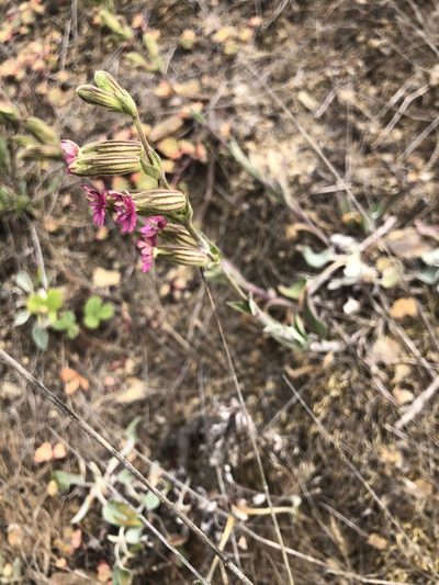 Silene scouleri, photographed by Justin Paulin