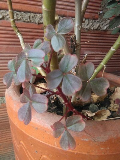 Oxalis spiralis, photographed by GERMAN LEONEL SARMIENTO CRUZ