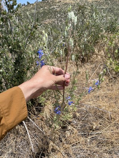 Delphinium geyeri, photographed by Stephen Hornbeck