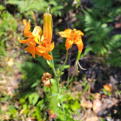 Lilium columbianum, photographed by Peter Brastow