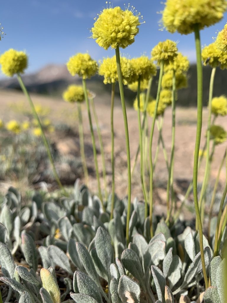 Eriogonum crosbyae, photographed by mark-groeneveld