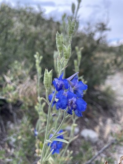 Delphinium geyeri, photographed by Stephen Hornbeck