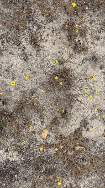Lessingia pectinata, photographed by Allison Gong