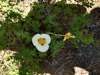 Calochortus leichtlinii, photographed by John Brew