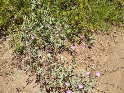 Sidalcea glaucescens, photographed by John Brew