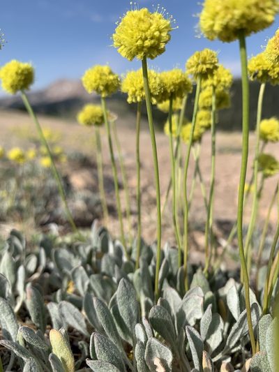 Eriogonum crosbyae, photographed by mark-groeneveld
