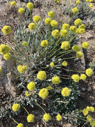 Eriogonum crosbyae, photographed by mark-groeneveld