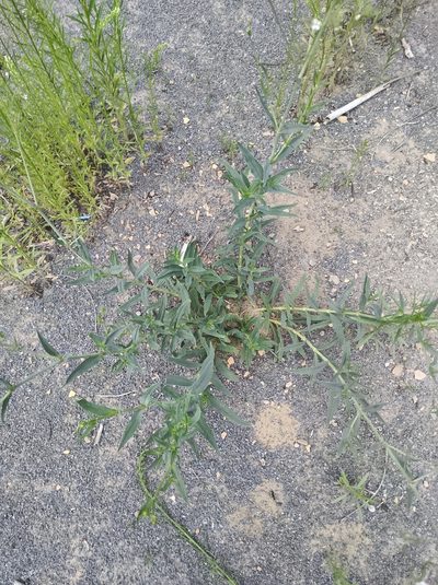 Gypsophila scorzonerifolia, photographed by Marc-Aurèle Vallée