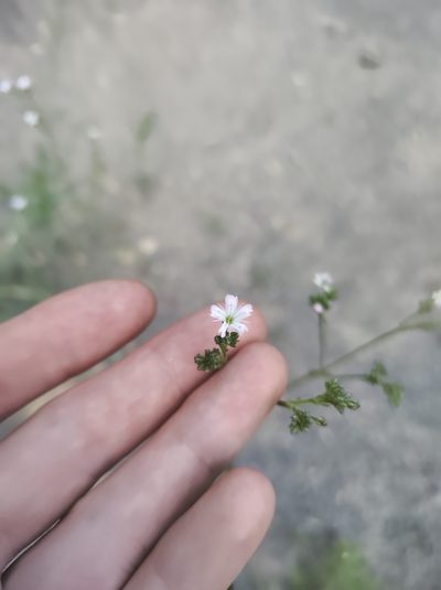 Gypsophila scorzonerifolia, photographed by Marc-Aurèle Vallée