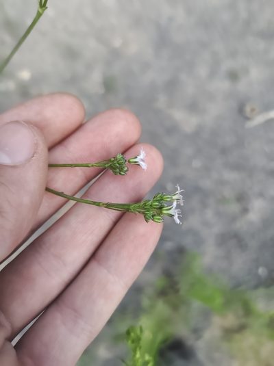 Gypsophila scorzonerifolia, photographed by Marc-Aurèle Vallée