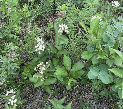 Asclepias ovalifolia, photographed by Sean Frey