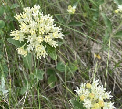 Asclepias ovalifolia, photographed by Sean Frey