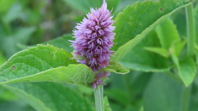 Agastache foeniculum, photographed by Jason Swanson