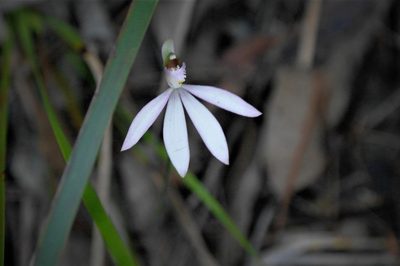 Caladenia picta, photographed by Gary Williams