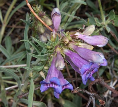 Penstemon speciosus, photographed by Don Loarie