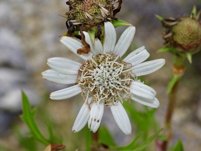 Silphium albiflorum, photographed by Michelle W. （鍾偉瑋）
