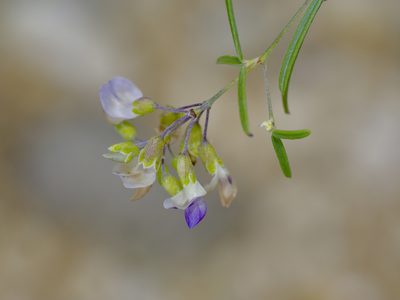 Pediomelum linearifolium, photographed by Michelle W. （鍾偉瑋）