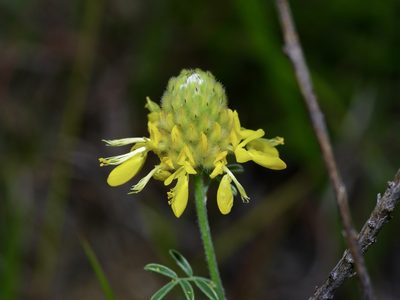 Dalea aurea, photographed by Michelle W. （鍾偉瑋）