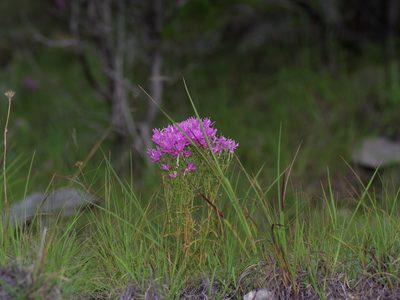 Zeltnera beyrichii, photographed by Michelle W. （鍾偉瑋）