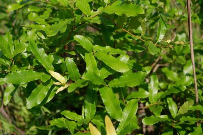 Quercus acutissima, photographed by Bonnie Semmling