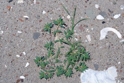 Euphorbia polygonifolia, photographed by Bonnie Semmling