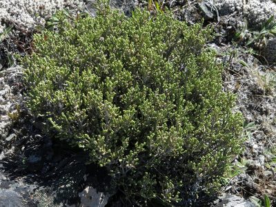 Helichrysum parvifolium, photographed by John Barkla