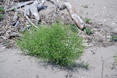 Dysphania atriplicifolia, photographed by Bonnie Semmling