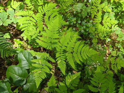 Gymnocarpium disjunctum, photographed by John A Haskins