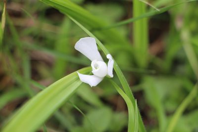 Cipura paludosa, photographed by Andrés Ramírez-Barrera