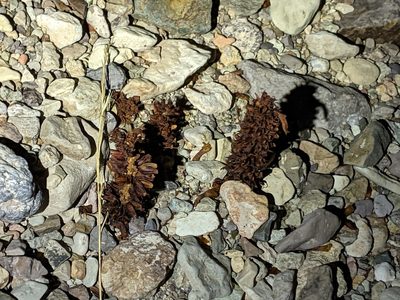 Conopholis alpina, photographed by Benjamin Burgunder