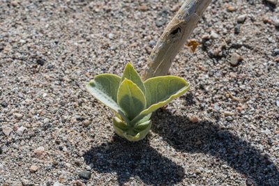 Asclepias erosa, photographed by Jeremiah Degenhardt