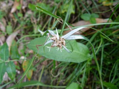 Rhynchospora pura, photographed by botanygirl