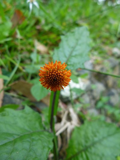 Verbesina alata, photographed by botanygirl