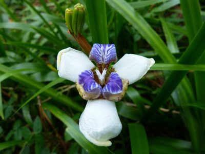 Trimezia candida, photographed by botanygirl