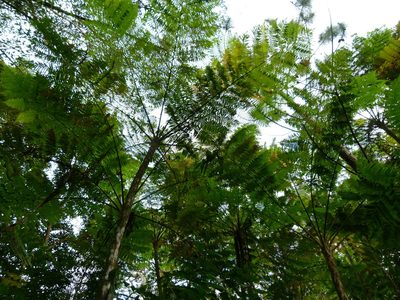 Cyathea arborea, photographed by botanygirl