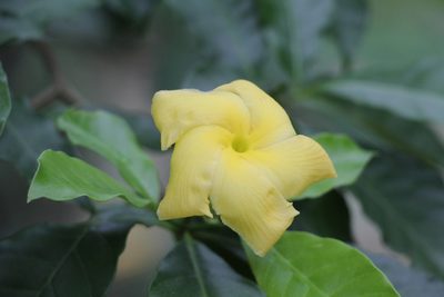 Tabernaemontana grandiflora, photographed by Andrés Ramírez-Barrera